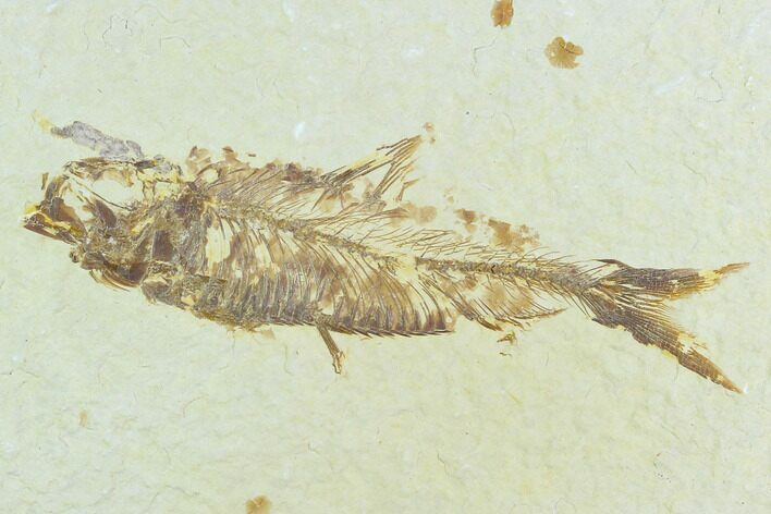 Bargain, Fossil Fish (Knightia) - Green River Formation #126528